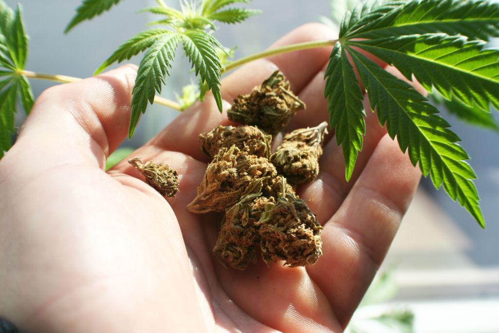 “Caught with marijuana at ‘Pishat’ in Gjilan – 23-year-old ends up at the police station
